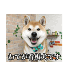 わさやん（柴犬）vol.2（個別スタンプ：5）