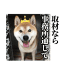 わさやん（柴犬）vol.2（個別スタンプ：7）