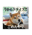 わさやん（柴犬）vol.2（個別スタンプ：8）