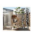 わさやん（柴犬）vol.2（個別スタンプ：12）