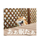 わさやん（柴犬）vol.2（個別スタンプ：13）