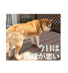 わさやん（柴犬）vol.2（個別スタンプ：19）