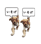 イケメン犬「リオ」の日常会話（個別スタンプ：3）