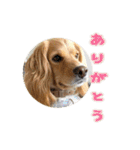 イケメン犬「リオ」の日常会話（個別スタンプ：7）