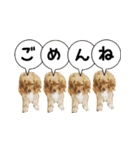イケメン犬「リオ」の日常会話（個別スタンプ：10）