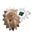イケメン犬「リオ」の日常会話（個別スタンプ：13）