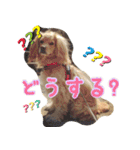 イケメン犬「リオ」の日常会話（個別スタンプ：14）