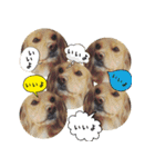 イケメン犬「リオ」の日常会話（個別スタンプ：16）