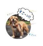イケメン犬「リオ」の日常会話（個別スタンプ：17）