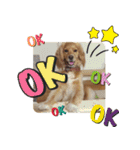 イケメン犬「リオ」の日常会話（個別スタンプ：20）