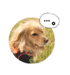 イケメン犬「リオ」の日常会話（個別スタンプ：21）