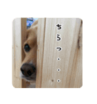 イケメン犬「リオ」の日常会話（個別スタンプ：22）