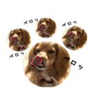 イケメン犬「リオ」の日常会話（個別スタンプ：23）