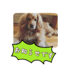 イケメン犬「リオ」の日常会話（個別スタンプ：24）