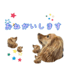 イケメン犬「リオ」の日常会話（個別スタンプ：25）