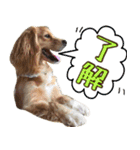 イケメン犬「リオ」の日常会話（個別スタンプ：26）