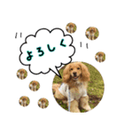 イケメン犬「リオ」の日常会話（個別スタンプ：27）