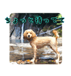 イケメン犬「リオ」の日常会話（個別スタンプ：28）