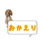 イケメン犬「リオ」の日常会話（個別スタンプ：29）