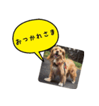 イケメン犬「リオ」の日常会話（個別スタンプ：31）