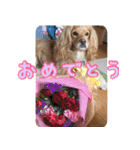イケメン犬「リオ」の日常会話（個別スタンプ：32）
