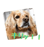 イケメン犬「リオ」の日常会話（個別スタンプ：36）