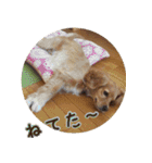 イケメン犬「リオ」の日常会話（個別スタンプ：38）