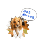 イケメン犬「リオ」の日常会話（個別スタンプ：39）