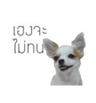 MeeMee and HengHeng（個別スタンプ：1）