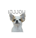 MeeMee and HengHeng（個別スタンプ：2）