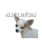 MeeMee and HengHeng（個別スタンプ：12）