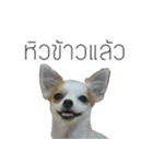 MeeMee and HengHeng（個別スタンプ：13）