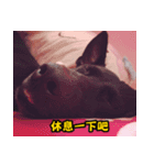 Dog＆MI（個別スタンプ：2）