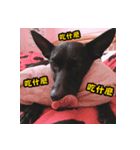 Dog＆MI（個別スタンプ：4）