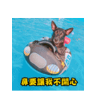 Dog＆MI（個別スタンプ：5）