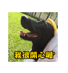 Dog＆MI（個別スタンプ：6）