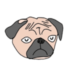 Thonggon, a nice pug in May（個別スタンプ：28）