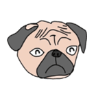 Thonggon, a nice pug in May（個別スタンプ：38）