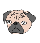 Thonggon, a nice pug in May（個別スタンプ：40）