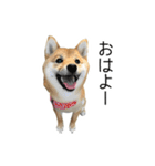 柴犬のナナ ver.2（個別スタンプ：1）