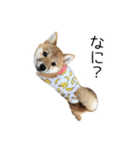 柴犬のナナ ver.2（個別スタンプ：2）