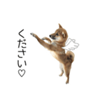 柴犬のナナ ver.2（個別スタンプ：5）