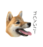 柴犬のナナ ver.2（個別スタンプ：12）