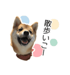 柴犬のナナ ver.2（個別スタンプ：13）