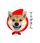 柴犬のナナ ver.2（個別スタンプ：15）