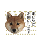 柴犬のナナ ver.2（個別スタンプ：16）