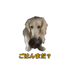 【日常使える】ダックスフンド（個別スタンプ：1）