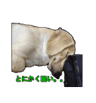 【日常使える】ダックスフンド（個別スタンプ：2）