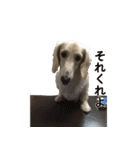 【日常使える】ダックスフンド（個別スタンプ：3）