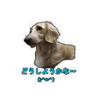 【日常使える】ダックスフンド（個別スタンプ：5）